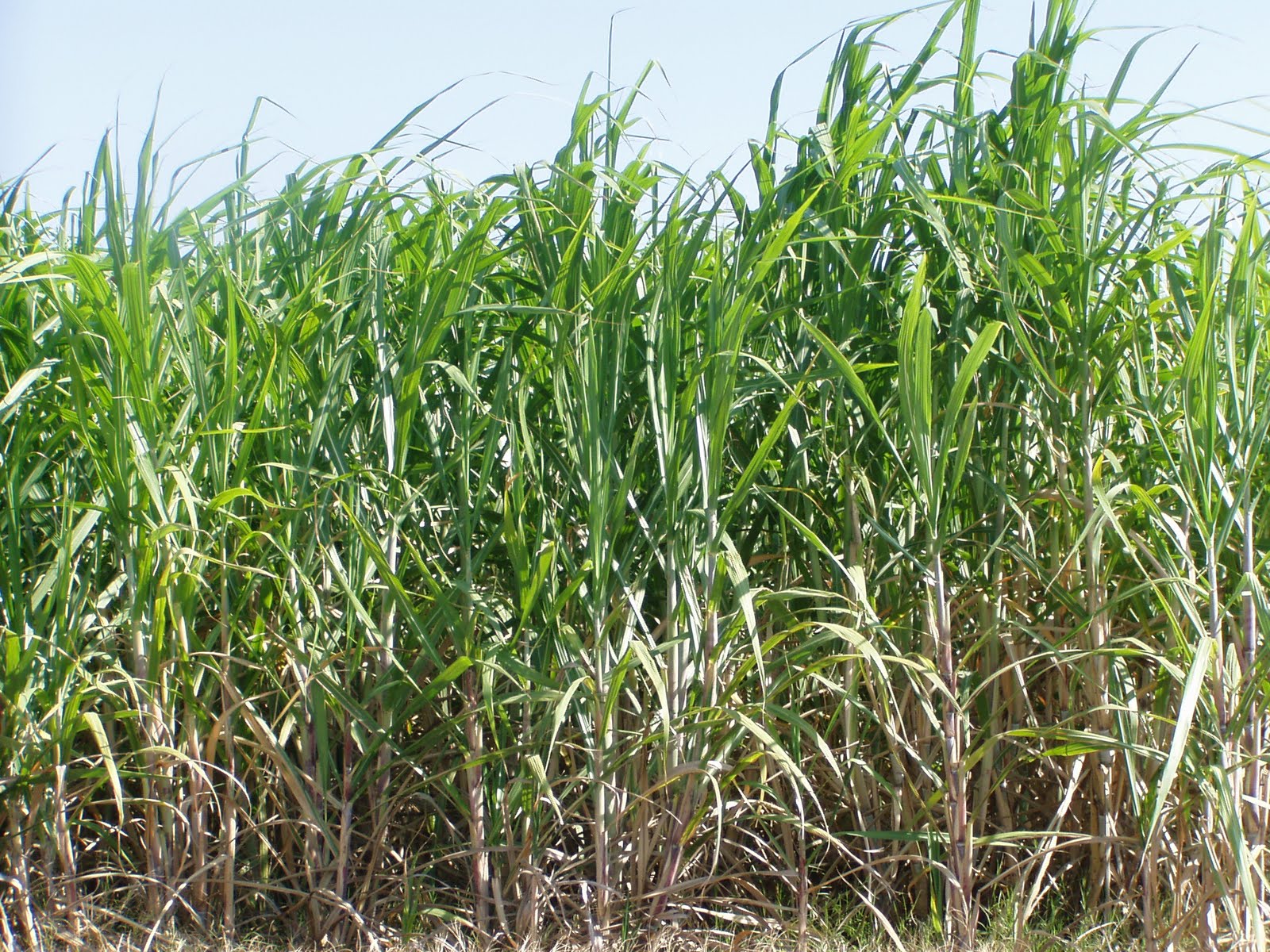 Adventures in Retirement Only in South Texas 2