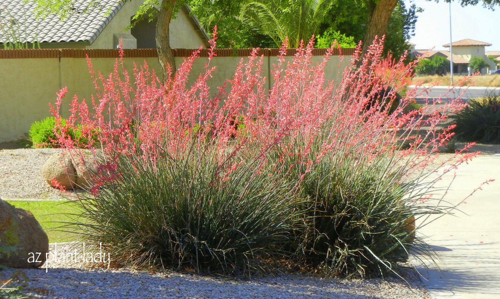 Pruning red yucca plants