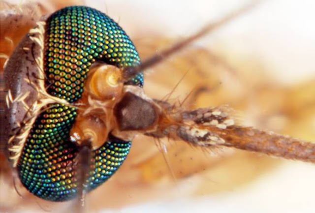 Terbiasa Membunuhnya, Padahal Allah Menciptakan Nyamuk Agar Manusia Lebih Bertaqwa!