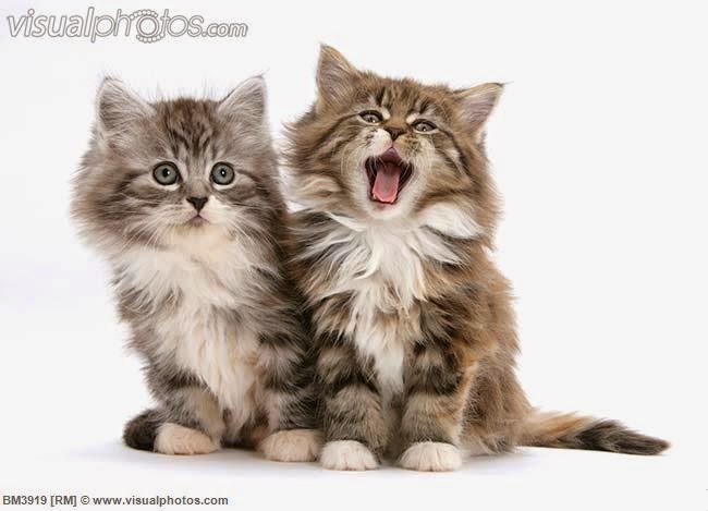 Images Gambar Kucing Sc 150 Lucu Imut Anggora Persia Maine