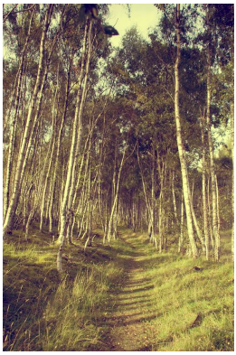 camino en el bosque, caminar en el bosque,