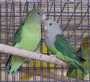lovebird birahi untuk lomba lovebird lomba, lovebird birahi