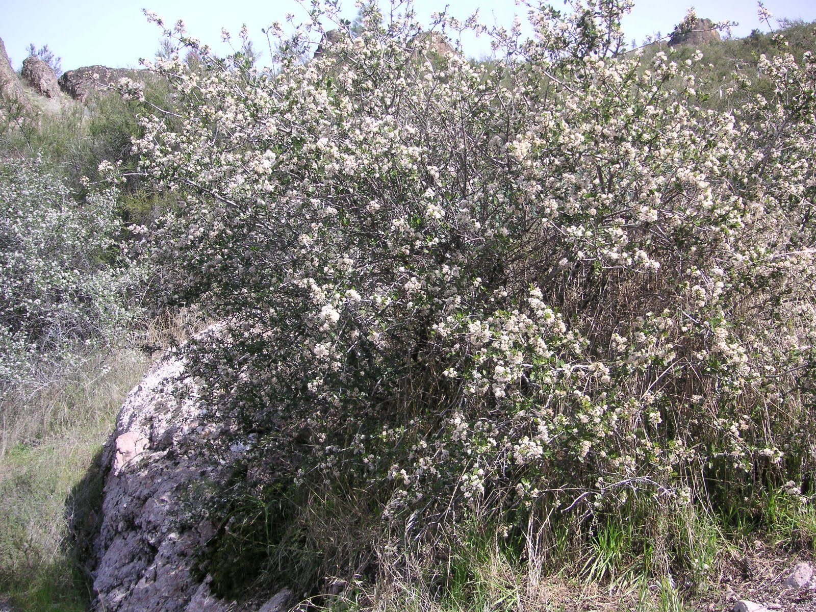 Nature ID buck brush 03/04/11 Pinnacles