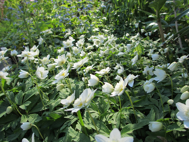Anemone nemorosa 'Vestal' vitsippa