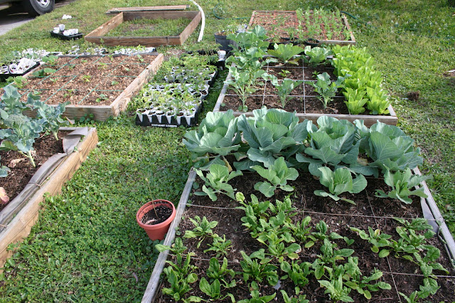homestead-life-how-to-build-a-square-foot-garden
