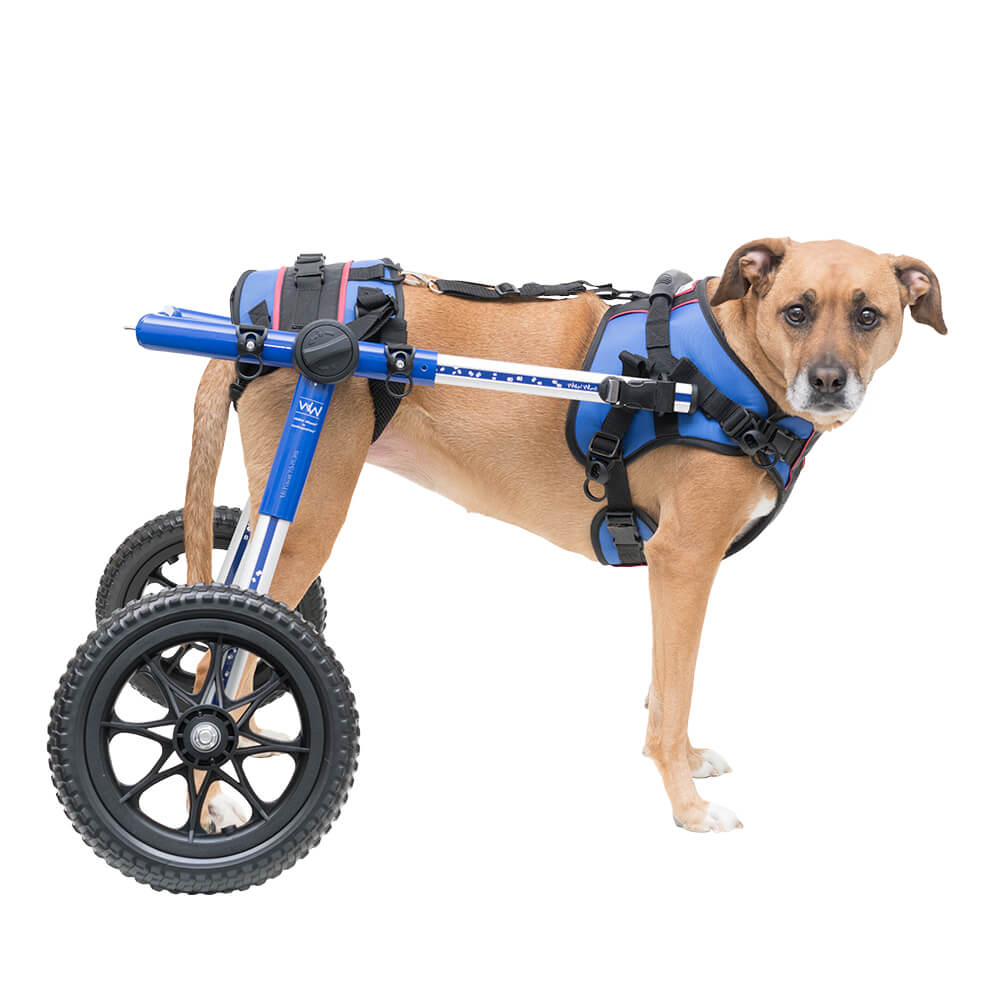 Animal Photo Today Adjustable Dog Wheel Chairs for Handicapped Dogs