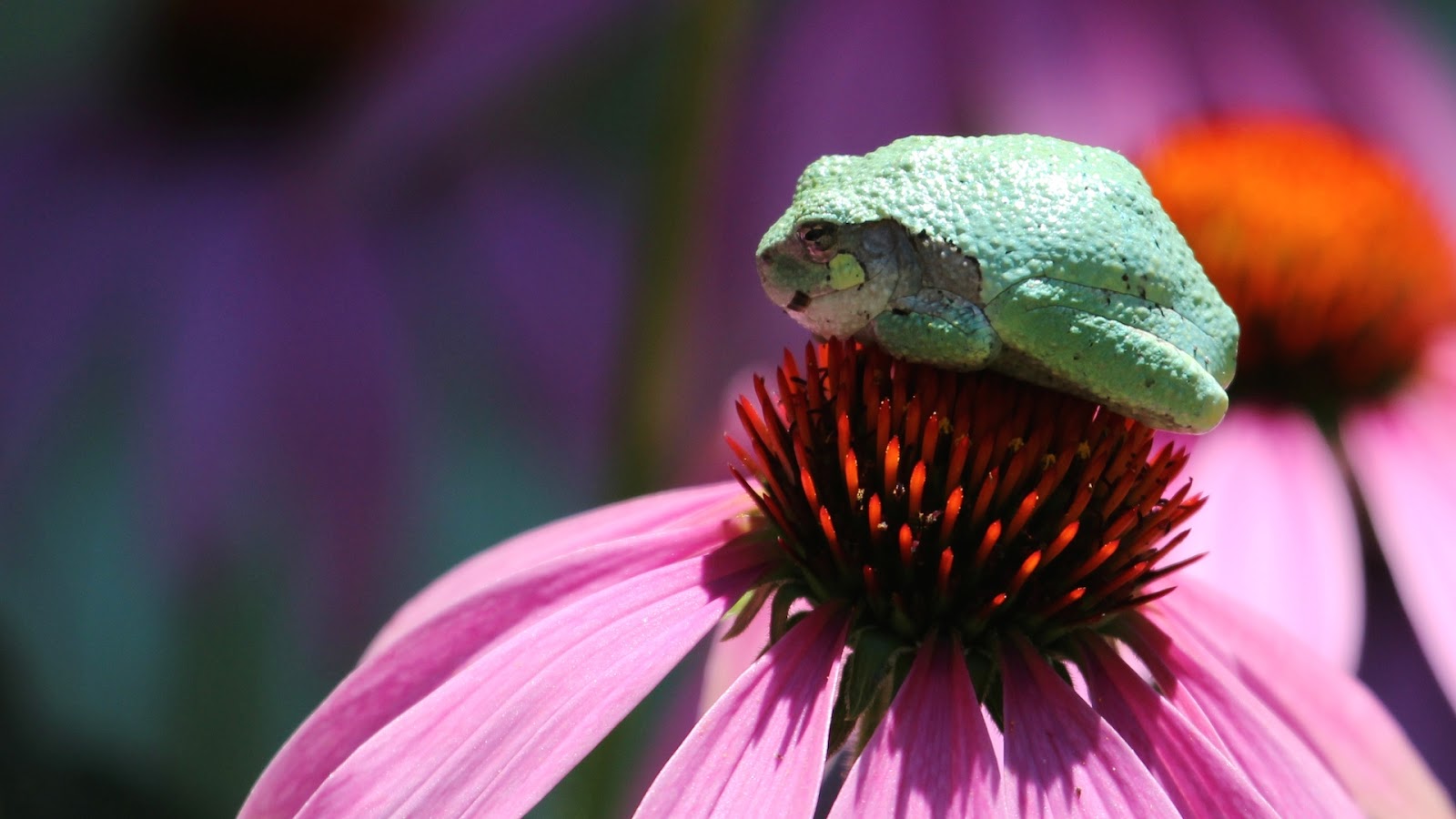 Flower frog