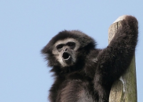 Picture of a Gibbon communicating danger. Picture of a Gibbon communicating danger.