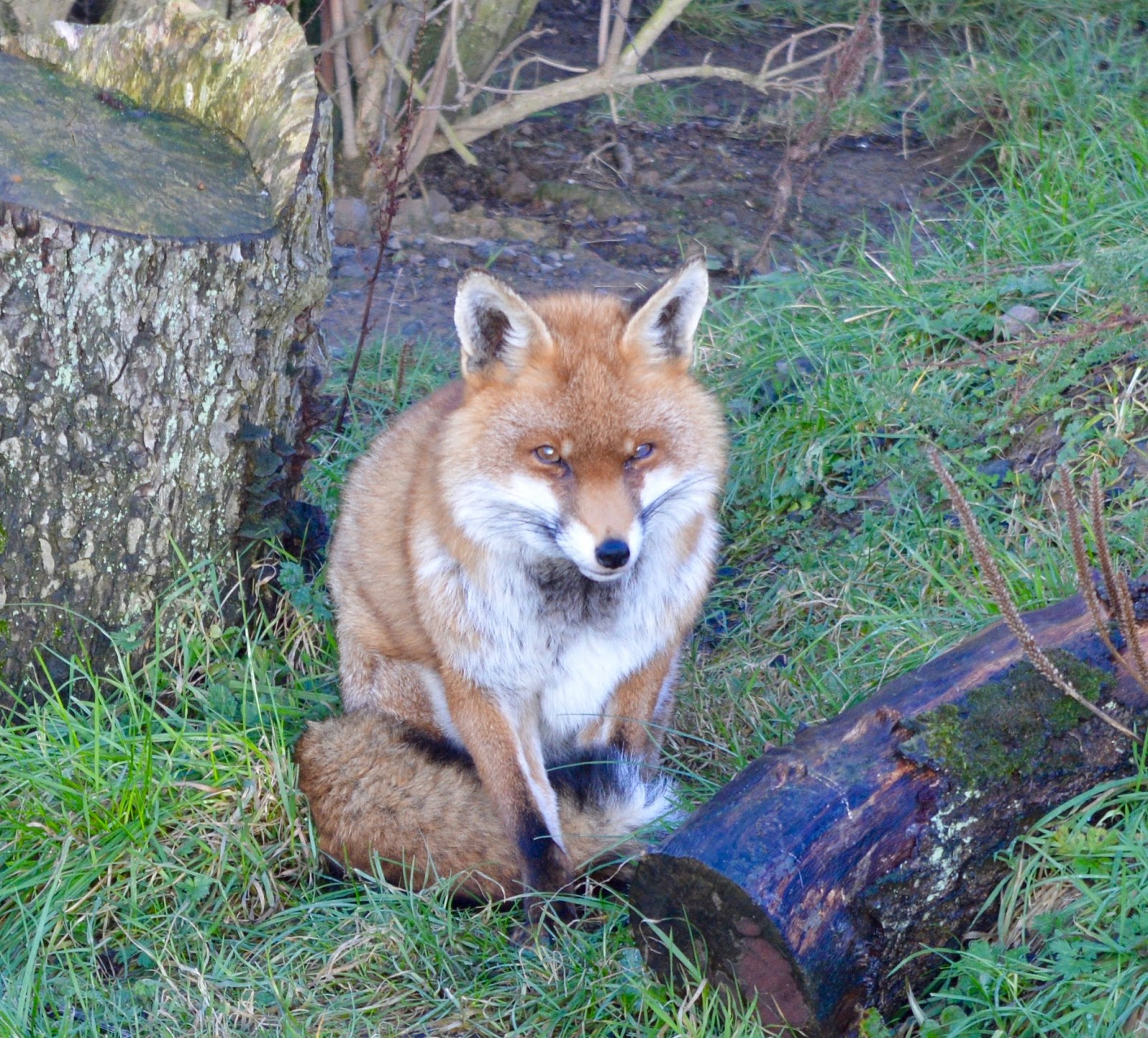 Northumberland County Zoo Reviews - fox