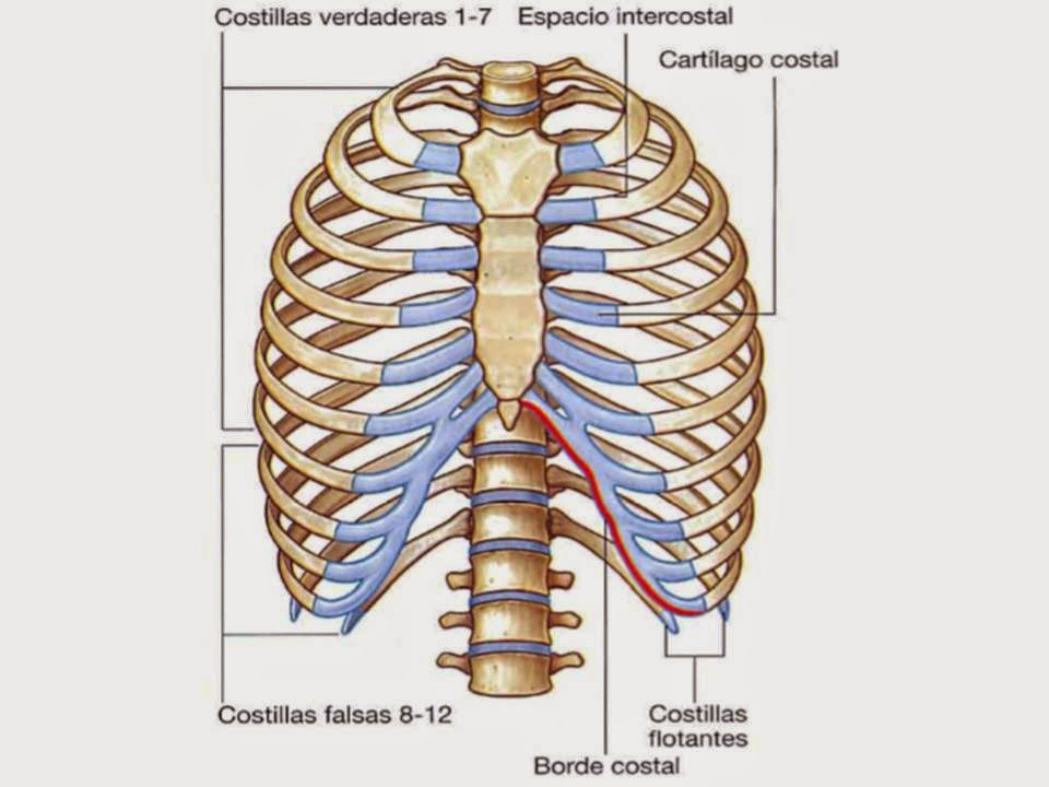 Morfofisiologia1 TORAX Morfofisiologia1 TORAX
