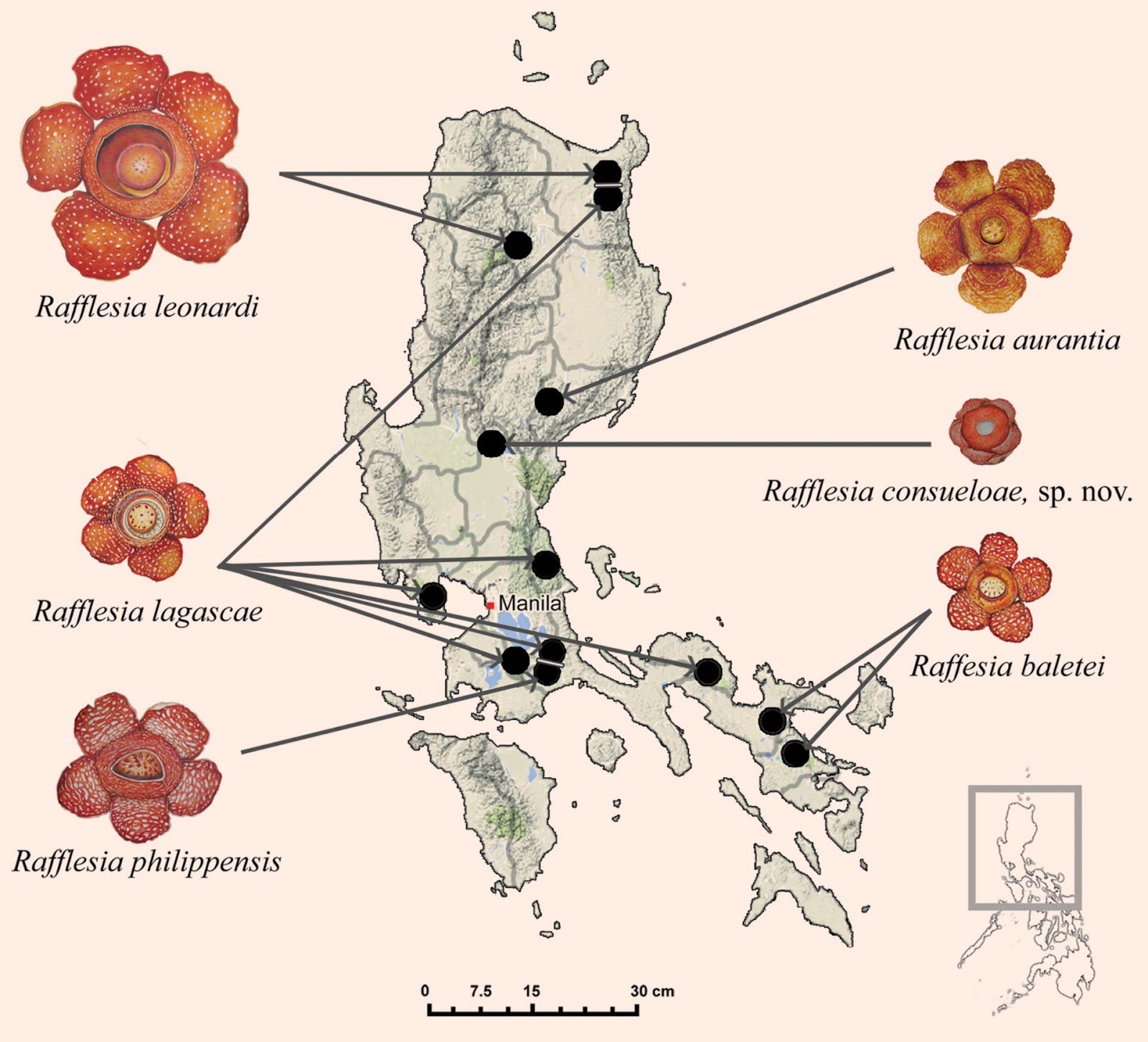 [Image: Hoa-xac-thoi-ti-hon-trong-rung-mua-Philippines-7.jpg]