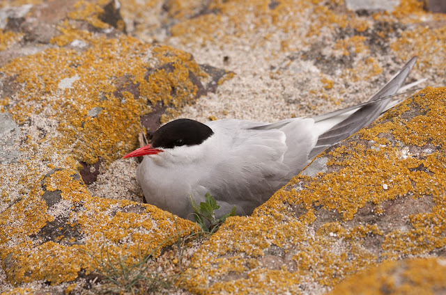 Arctic Tern Nesting- Farne Islands, Northumberland