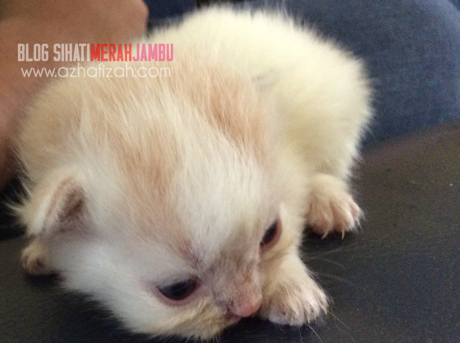 White dan Orange mix breed kittens