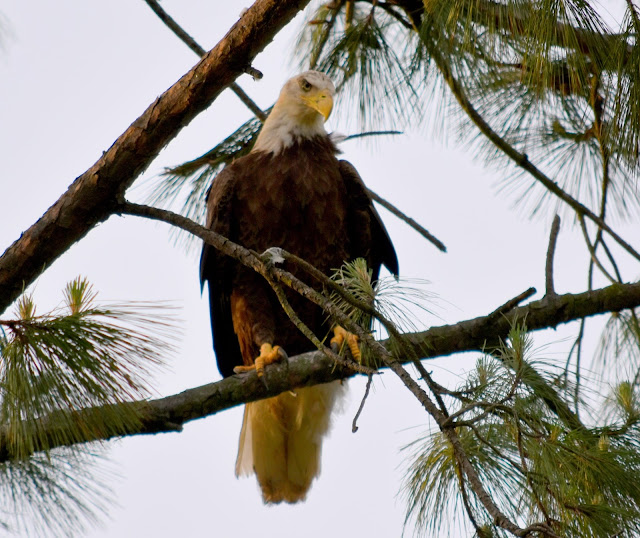 Bald Eagle at Houston, TX