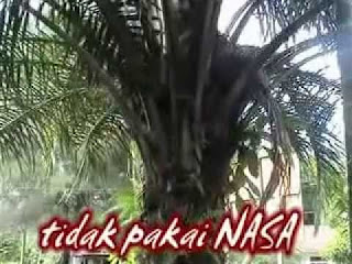 JUAL PESTISIDA ALAMI NASA UNTUK SAWIT DI KABUPATEN LAMANDAU - TELF 082334020868 JUAL PESTISIDA ALAMI NASA UNTUK SAWIT DI KABUPATEN LAMANDAU - TELF 082334020868