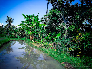 Agricultural Land Scenery Of Rice Field Irrigation Water And Various Type Of Plants At Ringdikit Village, North Bali, Indonesia
