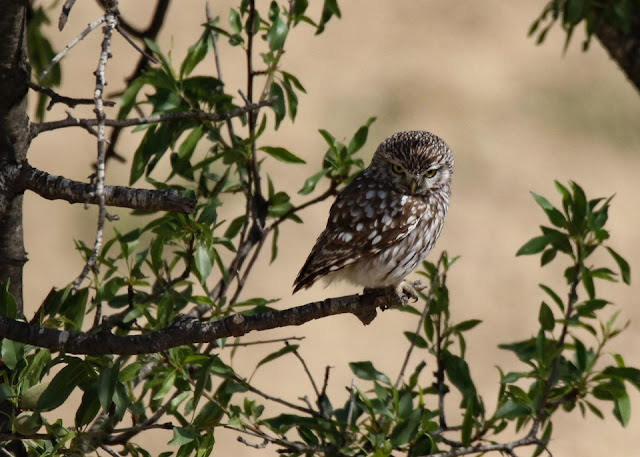 A small owl sitting on a branch in the daytime, looking grumpy.