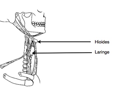 hioides+y+laringe.jpg