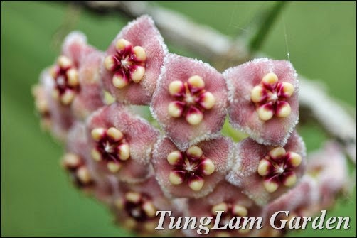 cách trồng hoa cẩm cù, cẩm cù, hoa ban công, hoa cẩm cù, hoa cẩm cù bán ở đâu, hoa cẩm cù mới, hoa leo giàn, hoa treo, hoa treo ban công, lan cẩm cù, nhân giống hoa cẩm cù, cách trồng hoa cẩm cù, cẩm cù, hoa ban công, hoa cẩm cù, hoa cẩm cù bán ở đâu, hoa cẩm cù mới, hoa leo giàn, hoa treo, hoa treo ban công, lan cẩm cù, nhân giống hoa cẩm cù,