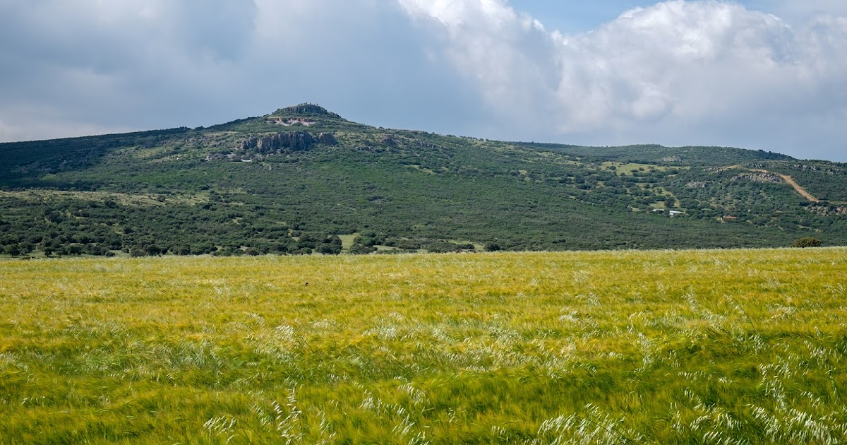 LA HIERBA DEL REY la hierba del rey: