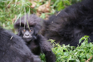 Bradford Duplisea Baby Mountain Gorilla, Virunga National Park, Rwanda. Rwanda is one of only three countries in the world where the critically endangered mountain gorillas live in the wild.