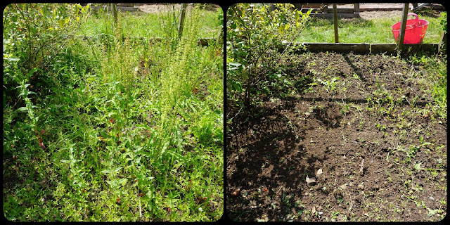 blueberry bed weeding - Carrie Gault 2018