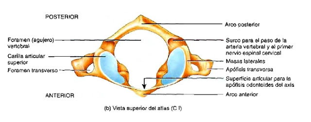 Atlas vértebras forámenes columna vertebral anatomía Foramen vertebral columna anatomía atlas