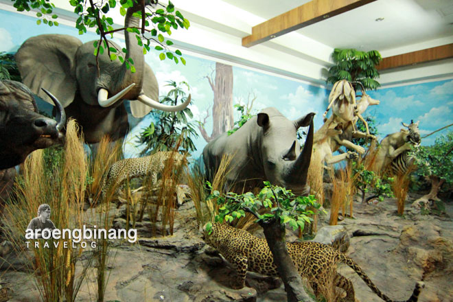 rahmat international wildlife museum gallery