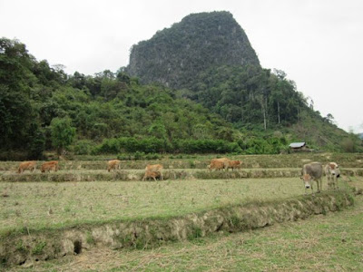 Alrededores de Muang Ngoi, Laos Alrededores de Muang Ngoi, Laos