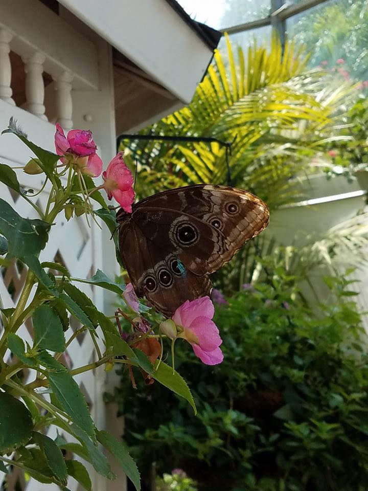 A Free Spirit's Bucket List 19 Visit A Butterfly Sanctuary