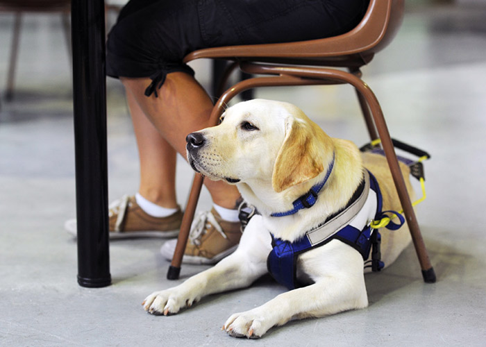 a Seeing Eye Dogs Puppy Carer! Australian Dog Lover