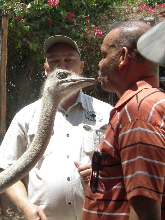 2014 - Südafrika: Oudtshoorn: Cango Ostrich Farm / Cango Cafe