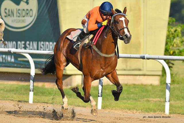 Simple Sound corre hoy el Handicap Fitzcarraldo en San Isidro Simple Sound Sebi Halo San Isidro