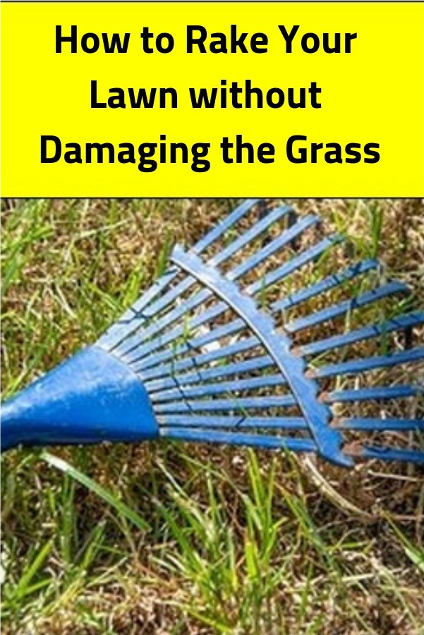 Garden and Yard How to Rake Your Lawn without Damaging the Grass