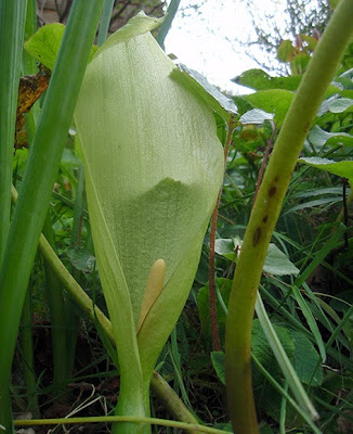 Aro (Arum italicum)