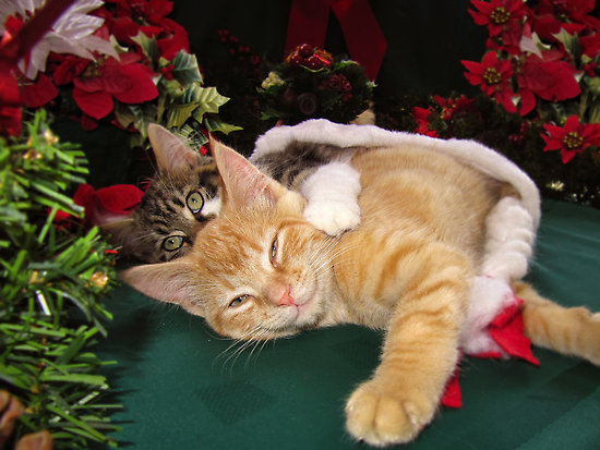 http://www.redbubble.com/people/chantalc/works/7993582-cheshire-cat-grin-cute-kittens-in-love-christmas-kitties-in-a-santa-hat-lying-down-w-paws-stretched-out
