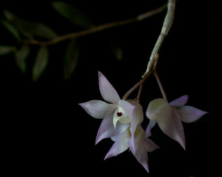 Lan Hoàng thảo lưỡi thuyền - Dendrobium linguella Rchb.f.