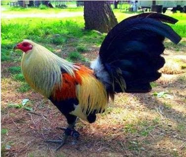 gallo de pelea hatch giro