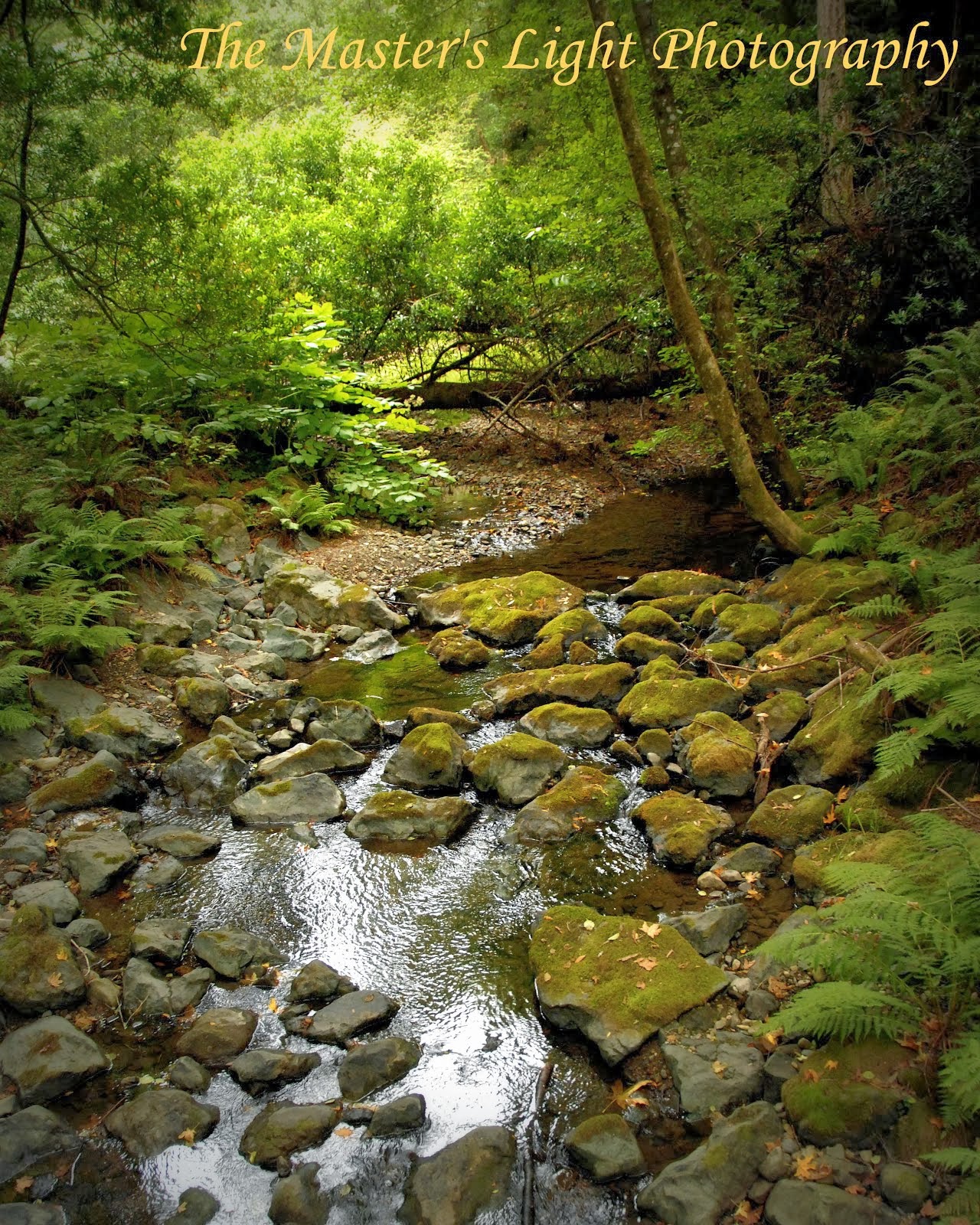 Muir Woods