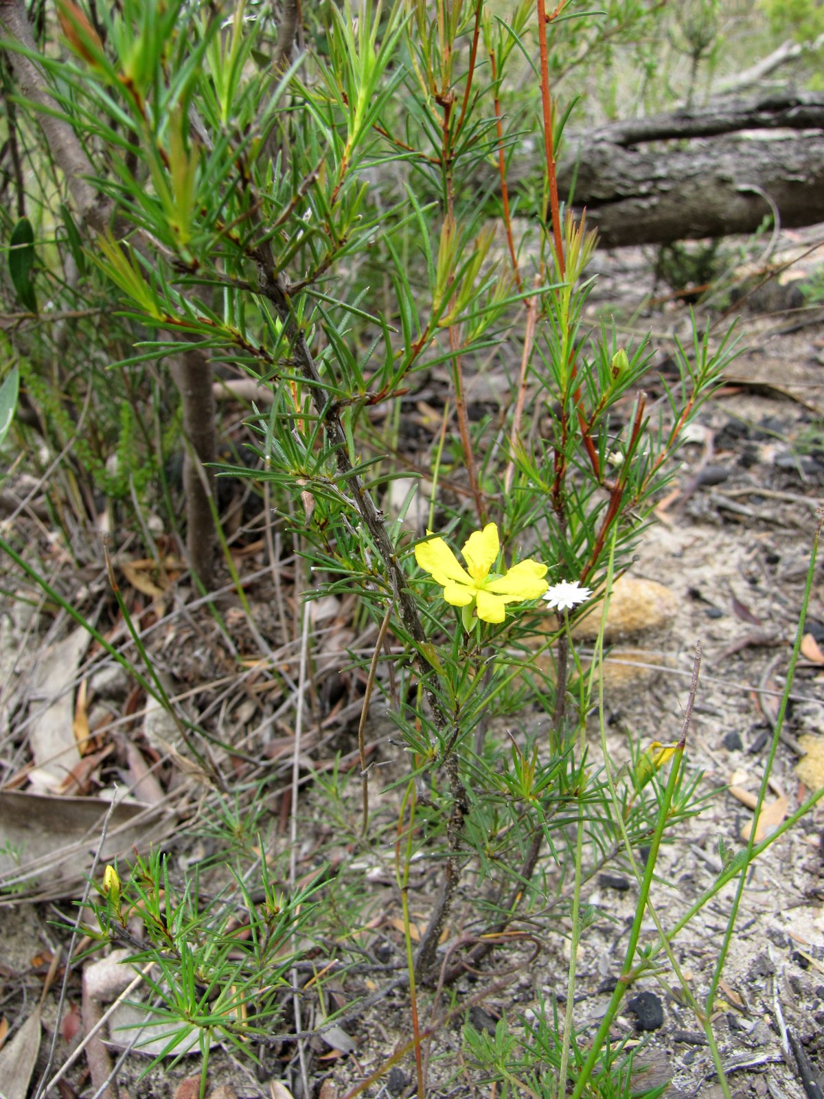 Sydney's Wildflowers and Native Plants Hibbertia riparia Erect