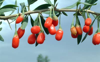 goji berries pentru pierderea de grăsimi