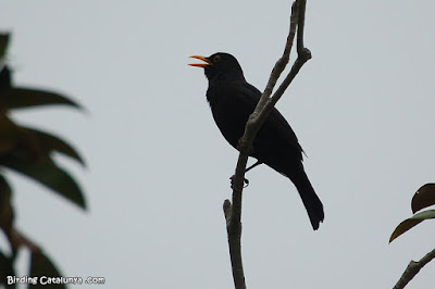 Merla (Turdus merula)