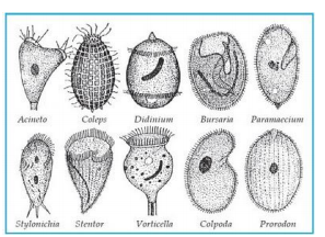 Ciliata Ciliata