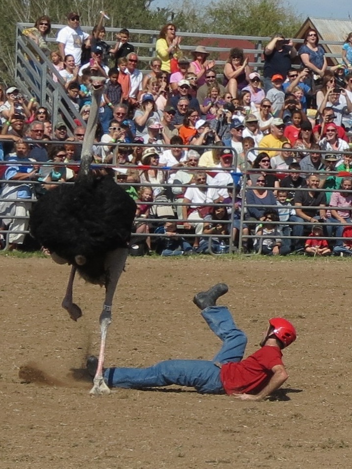 Meandering...: Chandler Ostrich Festival