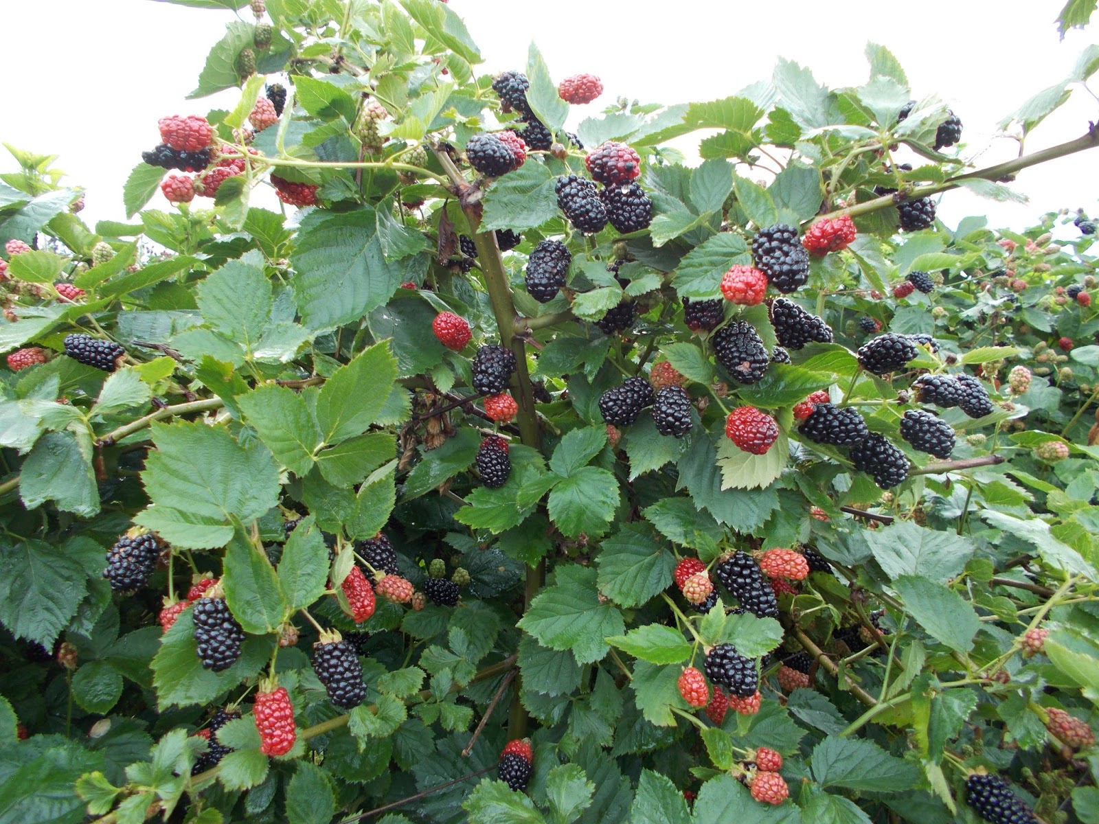 Brenda's Berries & Orchards June 2015