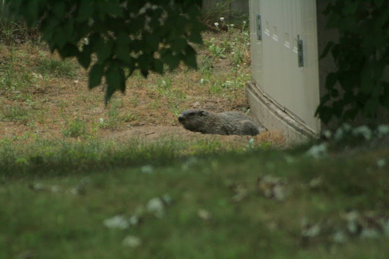 The Origin of Wonder: July 2011