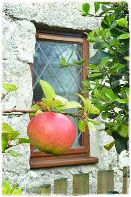 homegrown apples