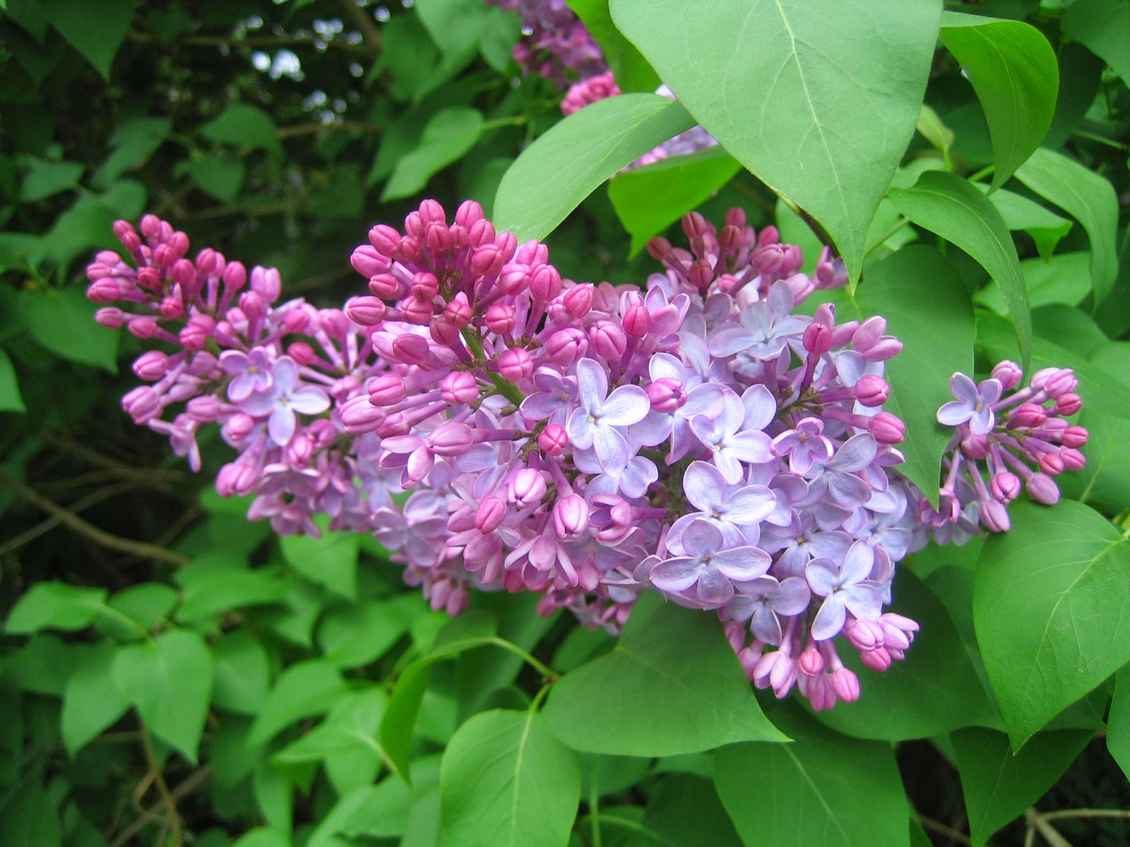 Marlene's Space Lilac Season