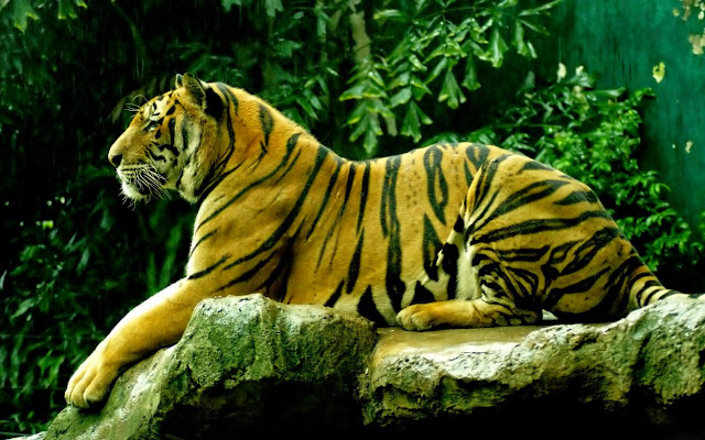112331-Royal Bengal Tiger Animals HD Wallpaperz