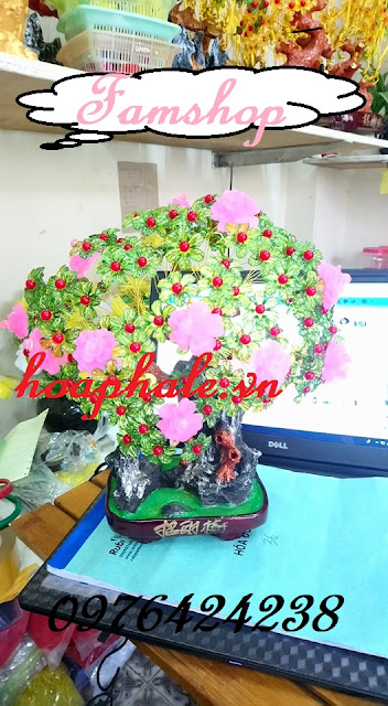 Cửa hàng cây kim tiền ở Long Biên Cua hang cay kim tien o Long Bien